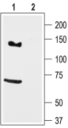 Anti-KCNH7 antibody used in Western Blot (WB). GTX16686