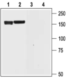 Anti-KCNH6 antibody used in Western Blot (WB). GTX16688