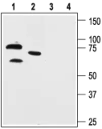 Anti-KCND1 antibody used in Western Blot (WB). GTX16691