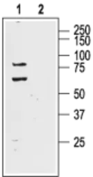 Anti-KCND1 antibody used in Western Blot (WB). GTX16691