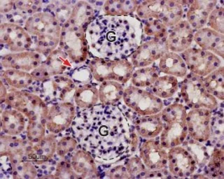 Anti-KCNK13 antibody used in IHC (Paraffin sections) (IHC-P). GTX16693