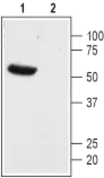 Anti-KCNK13 antibody used in Western Blot (WB). GTX16693