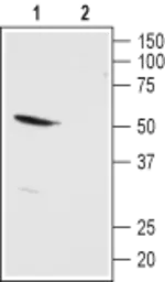 Anti-KCNK13 antibody used in Western Blot (WB). GTX16693