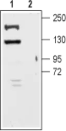 Anti-KCNT1 antibody used in Western Blot (WB). GTX16697