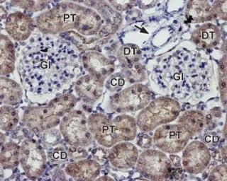 Anti-Kir7.1 antibody used in IHC (Paraffin sections) (IHC-P). GTX16698