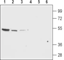 Anti-Kir7.1 antibody used in Western Blot (WB). GTX16698