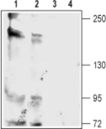 Anti-KCNT2 antibody used in Western Blot (WB). GTX16699