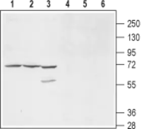 Anti-Kv9.1 antibody used in Western Blot (WB). GTX16708