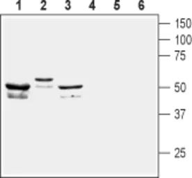 Anti-KCNF1 antibody used in Western Blot (WB). GTX16710