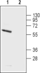 Anti-Kv1.5 antibody used in Western Blot (WB). GTX16716