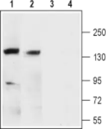 Anti-Maxi Potassium channel alpha antibody used in Western Blot (WB). GTX16725
