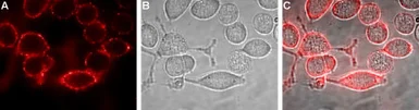Anti-Kir4.1 antibody used in Live cell imaging (LCI). GTX16785