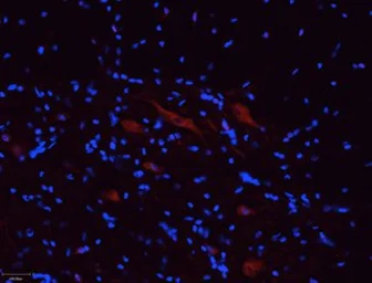 Anti-P2X5 antibody used in IHC (Frozen sections) (IHC-Fr). GTX16812