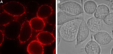 Anti-P2Y12 antibody used in Live cell imaging (LCI). GTX16888