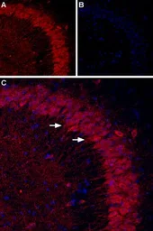 Anti-P2Y1 antibody used in IHC (Frozen sections) (IHC-Fr). GTX16924