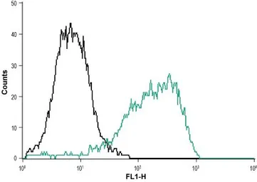 Anti-P2X1 antibody used in Flow cytometry (FCM). GTX16925