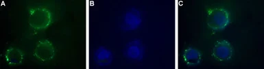 Anti-P2X1 antibody used in Live cell imaging (LCI). GTX16925
