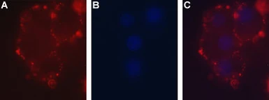 Anti-P2X2 antibody used in Live cell imaging (LCI). GTX16933