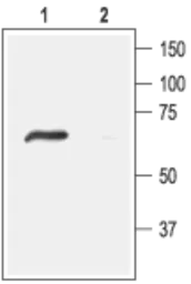 Anti-ACCN4 antibody used in Western Blot (WB). GTX16957