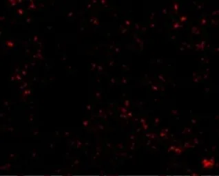 Anti-SnoN antibody used in IHC (Paraffin sections) (IHC-P). GTX16977