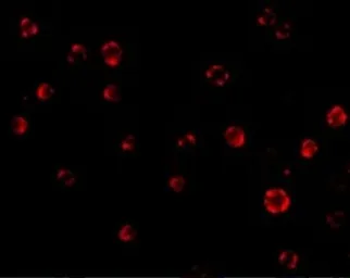 Anti-AES antibody used in Immunocytochemistry/ Immunofluorescence (ICC/IF). GTX16982