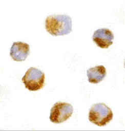 Anti-AES antibody used in Immunocytochemistry/ Immunofluorescence (ICC/IF). GTX16983