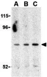 Anti-ATG7 antibody used in Western Blot (WB). GTX16984