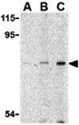 Anti-ATG7 antibody used in Western Blot (WB). GTX16985