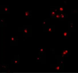 Anti-ATG7 antibody used in Immunocytochemistry/ Immunofluorescence (ICC/IF). GTX16985