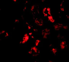 Anti-BANF1 antibody used in IHC (Paraffin sections) (IHC-P). GTX16986