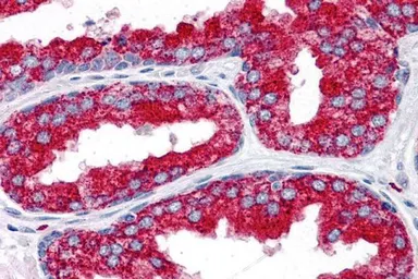 Anti-EMX2 antibody used in IHC (Paraffin sections) (IHC-P). GTX16990