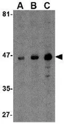Anti-MICA antibody used in Western Blot (WB). GTX16991