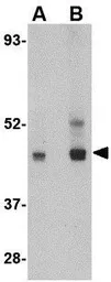 Anti-LIS1 antibody used in Western Blot (WB). GTX16993