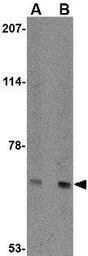 Anti-AIFM3 antibody used in Western Blot (WB). GTX17001