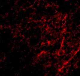 Anti-AIFM3 antibody used in IHC (Paraffin sections) (IHC-P). GTX17001