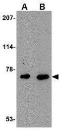 Anti-AIFM3 antibody used in Western Blot (WB). GTX17002