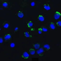 Anti-AMBRA1 antibody used in Immunocytochemistry/ Immunofluorescence (ICC/IF). GTX17003