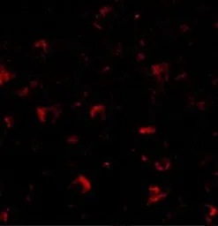 Anti-AMBRA1 antibody used in IHC (Paraffin sections) (IHC-P). GTX17003