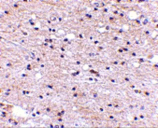 Anti-AMBRA1 antibody used in IHC (Paraffin sections) (IHC-P). GTX17003