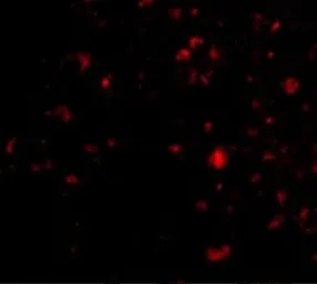 Anti-AMBRA1 antibody used in IHC (Paraffin sections) (IHC-P). GTX17004