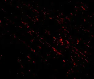 Anti-NANOS1 antibody used in IHC (Paraffin sections) (IHC-P). GTX17010