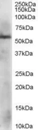 Anti-ERp57 antibody used in Western Blot (WB). GTX17012