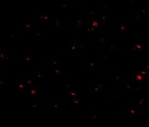 Anti-AAK1 antibody used in IHC (Paraffin sections) (IHC-P). GTX17023