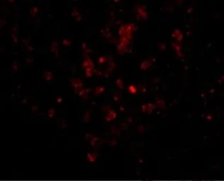 Anti-EBI3 antibody used in IHC (Paraffin sections) (IHC-P). GTX17030