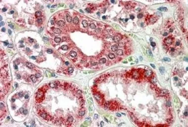 Anti-RanBP1 antibody, C-term used in IHC (Paraffin sections) (IHC-P). GTX17034