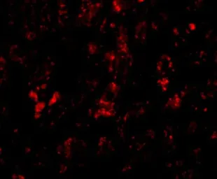 Anti-AFAP1L2 antibody used in IHC (Paraffin sections) (IHC-P). GTX17041