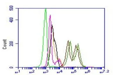 Anti-S100A8 + S100A9 antibody [27E10] used in Flow cytometry (FCM). GTX17050