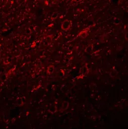 Anti-Synaptogyrin 2 antibody used in IHC (Paraffin sections) (IHC-P). GTX17057