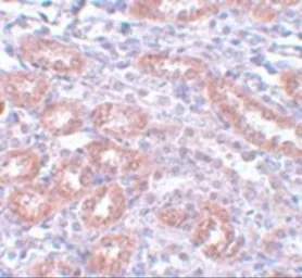 Anti-APC5 antibody used in IHC (Paraffin sections) (IHC-P). GTX17060