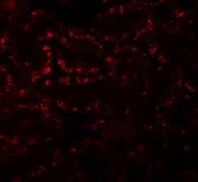 Anti-APC5 antibody used in IHC (Paraffin sections) (IHC-P). GTX17060